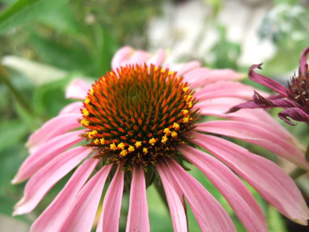 キク科のエキナセア