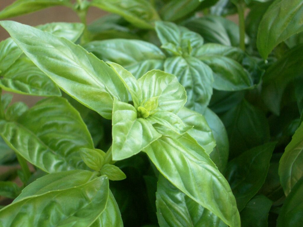 バジル