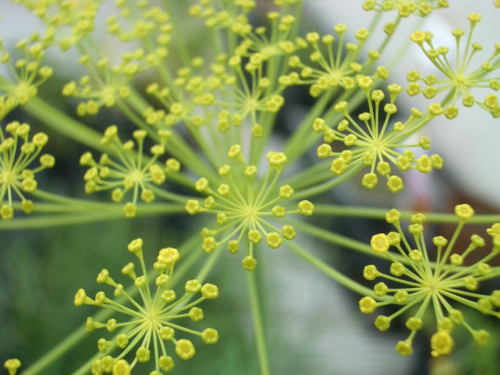 セリ科のフェンネル