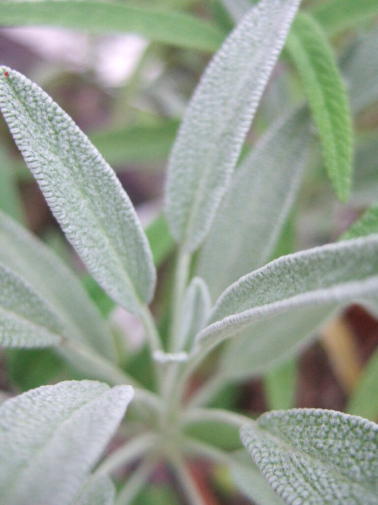 シソ科のセージ